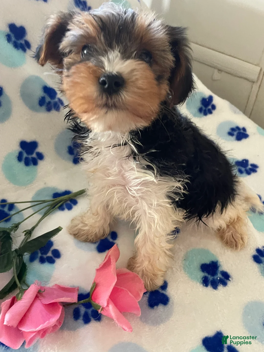 Mixed Breed dogs for sale: Rocket - Ad 2