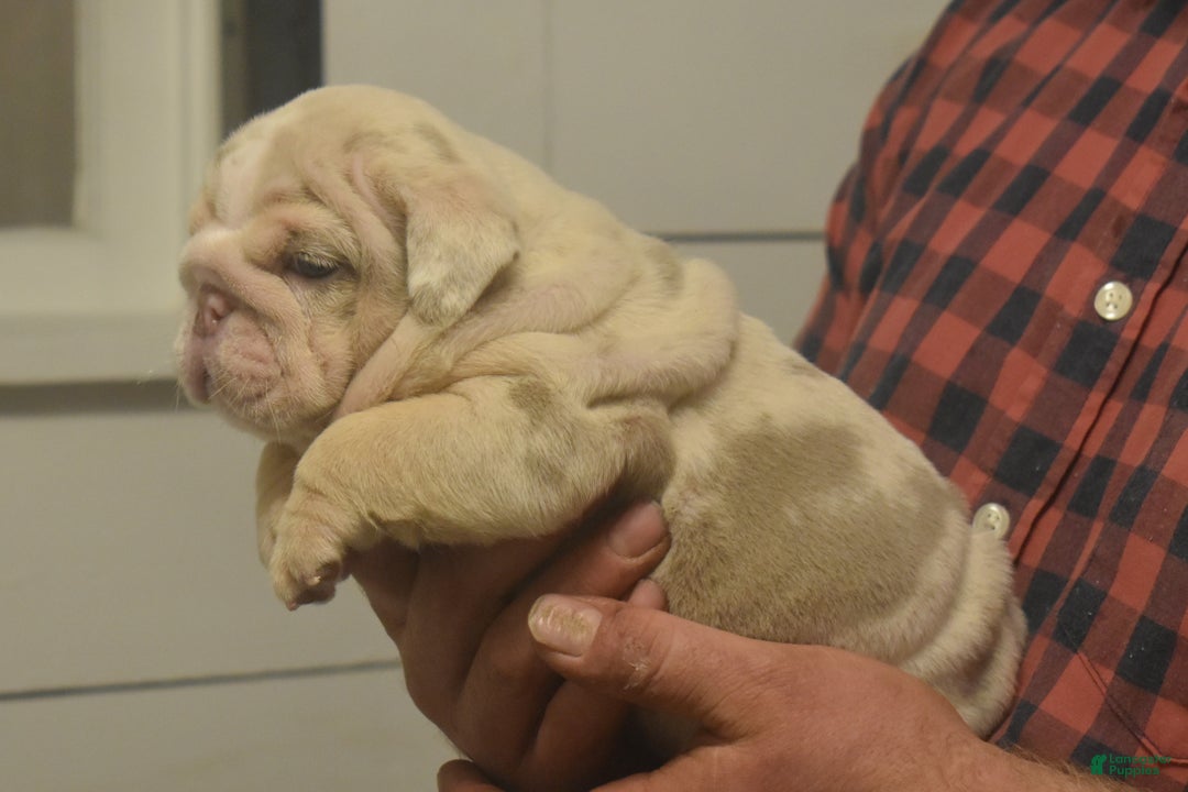 English Bulldog dogs for sale: Copper - Ad 2