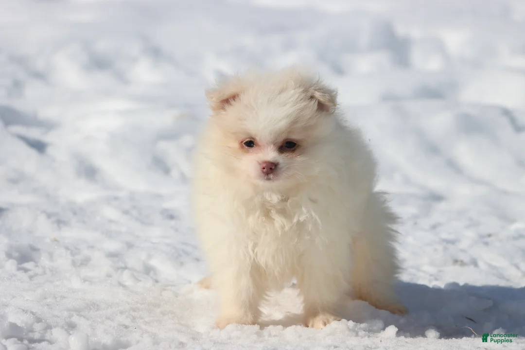 Pomeranian dogs for sale: Wispy - Ad 4