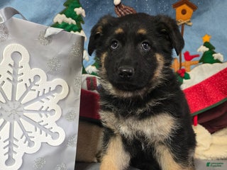 German Shepherd dogs German Shepherd Puppy Red collar - Ad 25