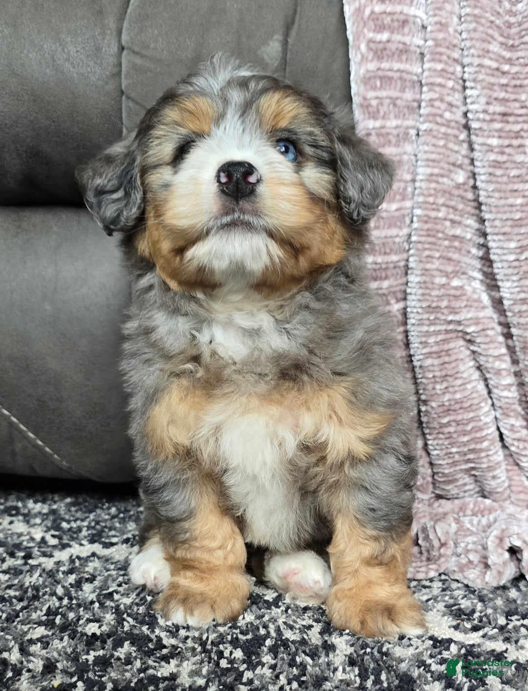 Mini Bernedoodle dogs for sale: Mini Watts - Ad 33