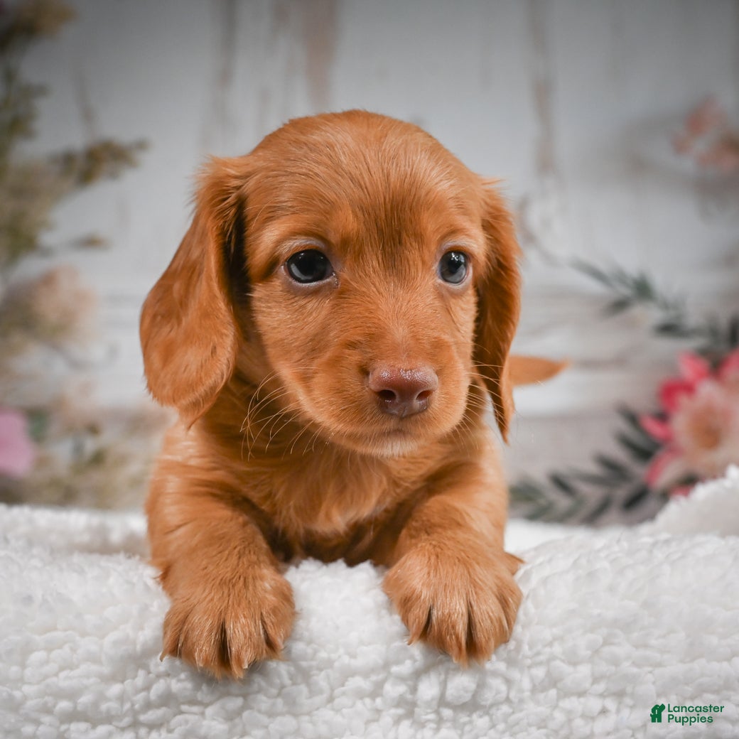 Miniature Dachshund dogs for sale: AKC-Bobby - Ad 1