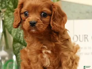 Cavapoo dogs for sale: BJ - Ad 1