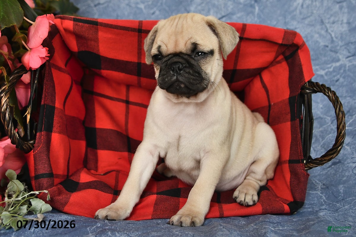 Pug dogs Belle - Ad 2