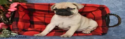Pug dogs for sale: Belle - Ad 2