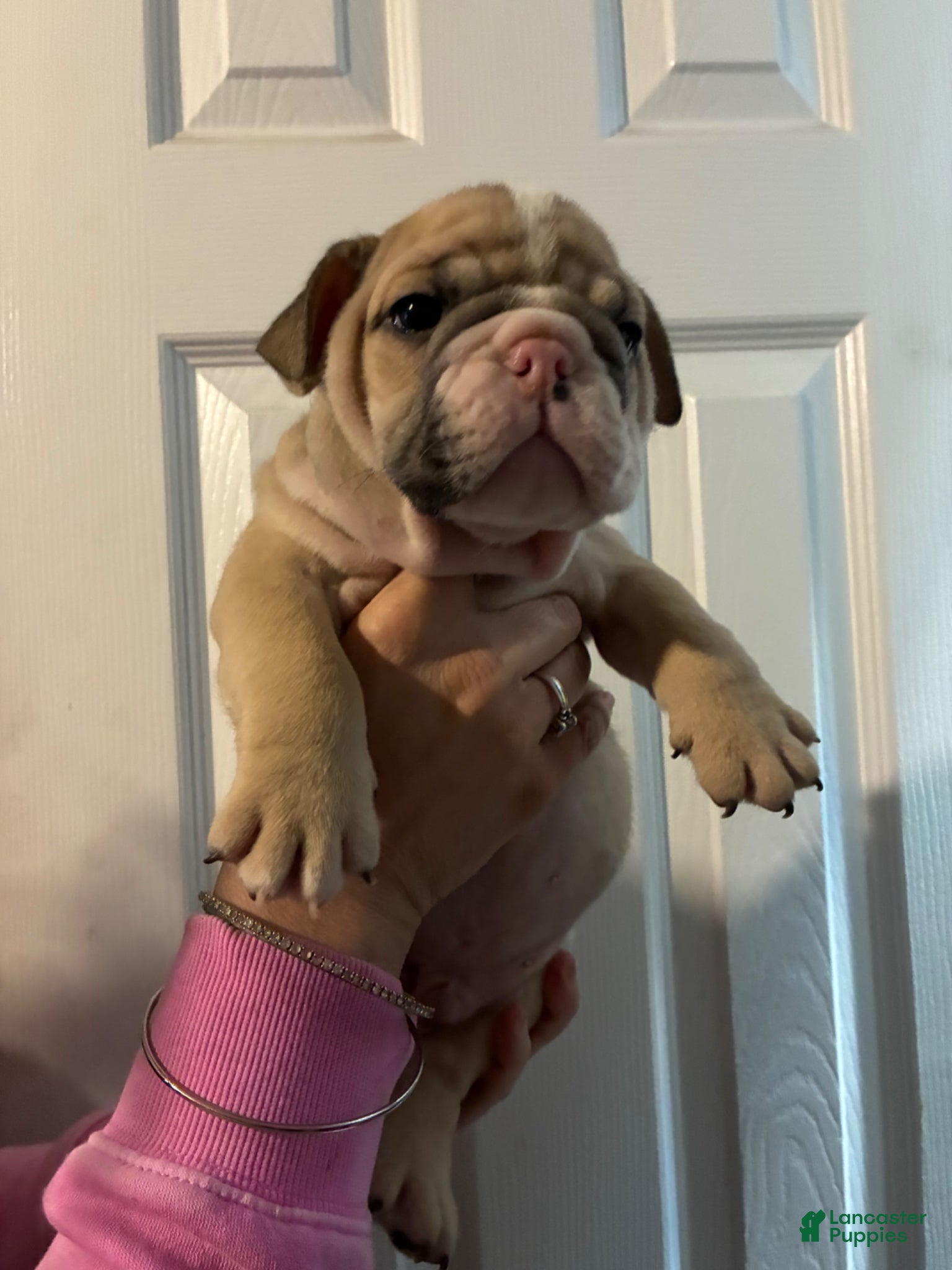 Mixed Breed dogs Bulldog breed Puppy 2 - Ad 22