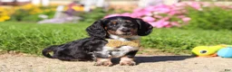 Dachshund dogs for sale: Daisy - Ad 5
