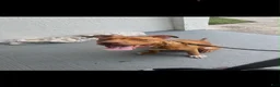 American Pit Bull Terrier dogs for sale: American Pit Bull Terrier 1 - Ad 3