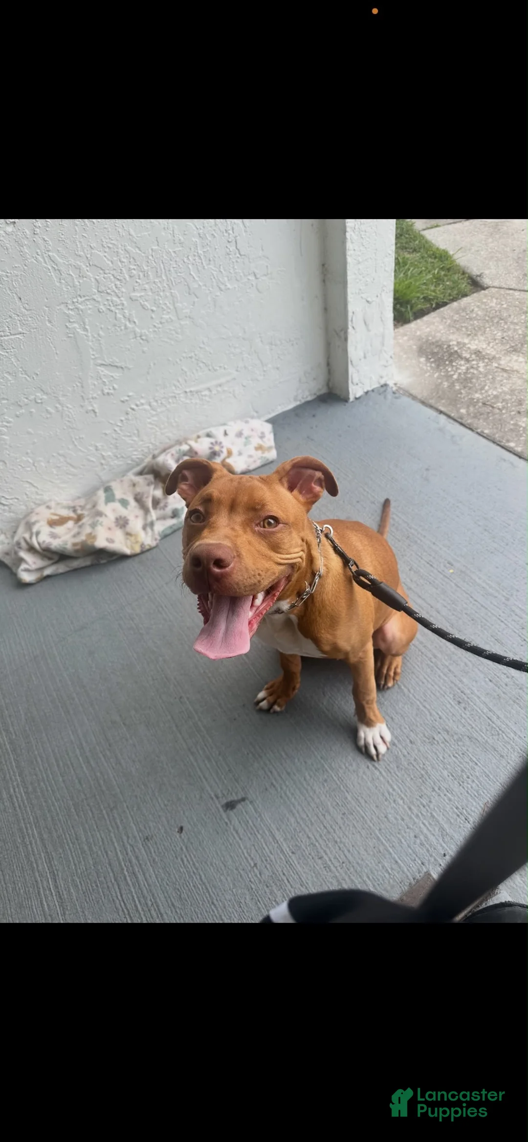 American Pit Bull Terrier dogs for sale: American Pit Bull Terrier 1 - Ad 3