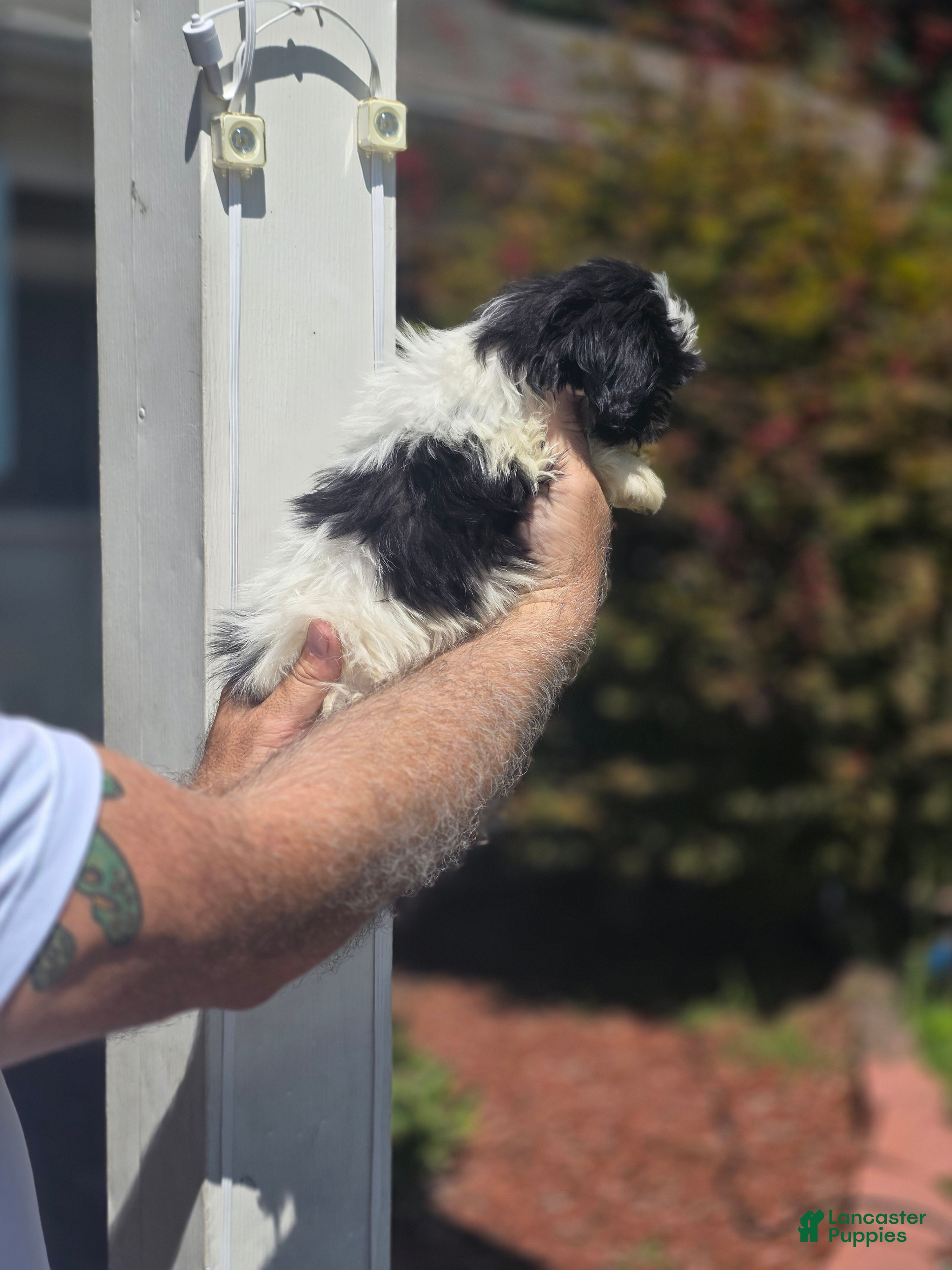 Shih Tzu dogs Jill  - Ad 2