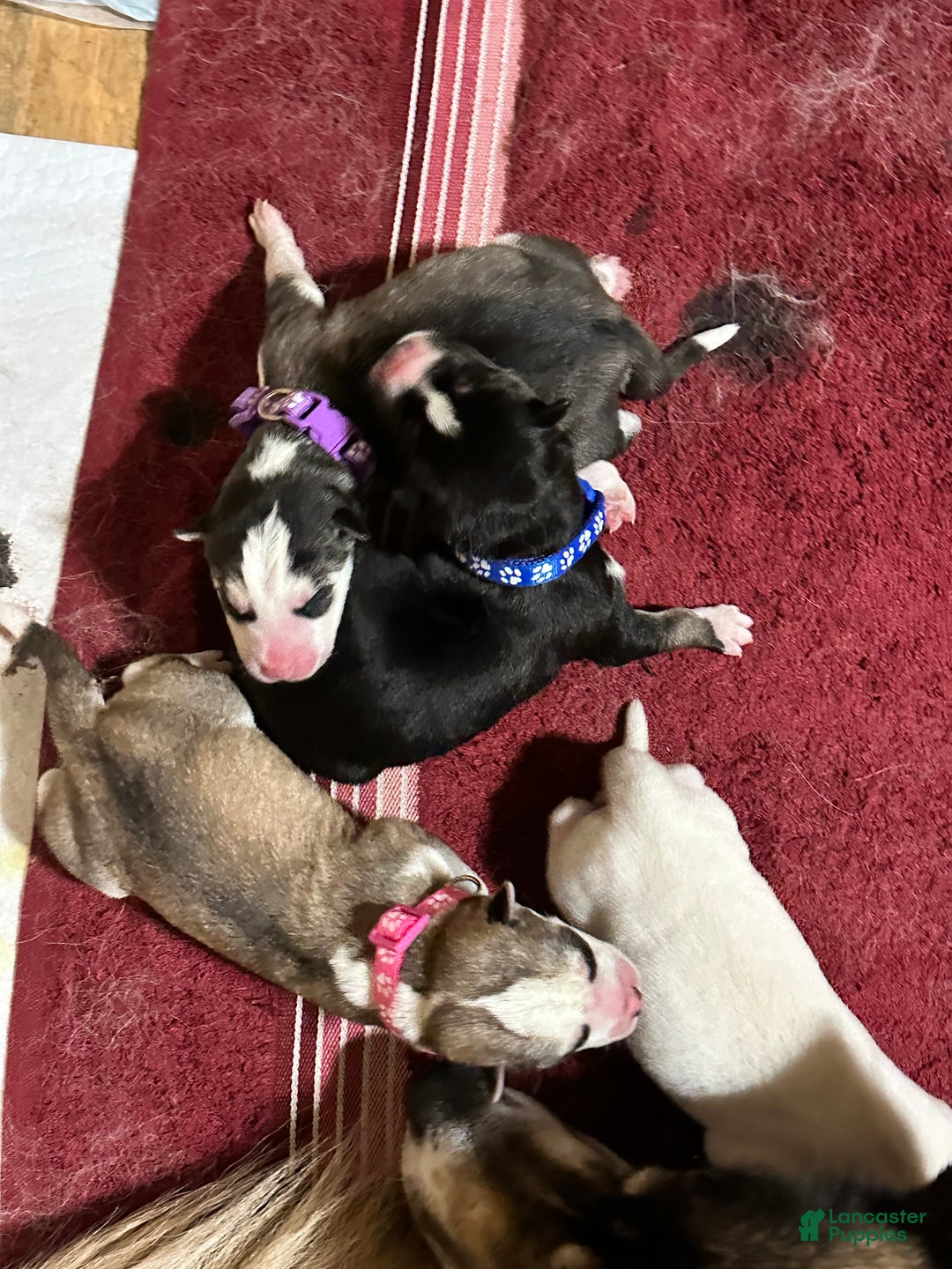 Siberian Husky dogs for sale: Ghost - Ad 6