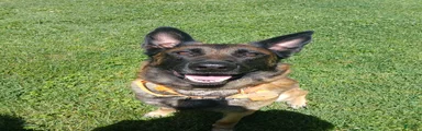 Belgian Malinois 4