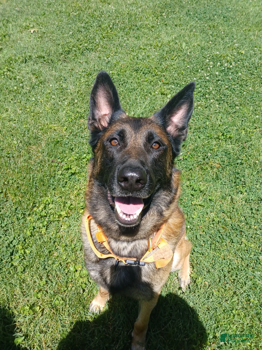 Belgian Malinois dogs for sale: Belgian Malinois 4 - Ad 1