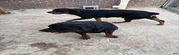 Rottweiler dogs for sale: Melina  - Ad 10