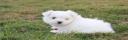 Maltese dogs for sale: Button  - Ad 13