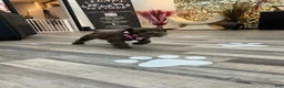 Miniature Schnauzer dogs for sale: Dutches - Ad 3