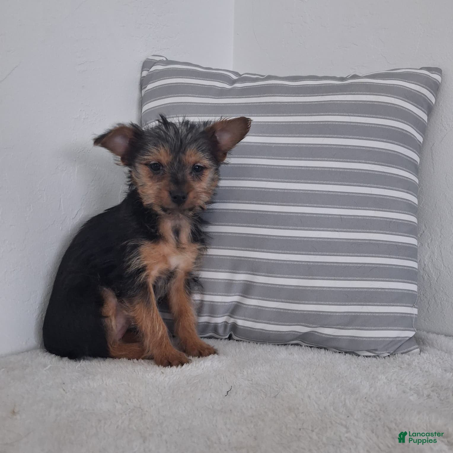 Yorkshire Terrier dogs Kira - Ad 21