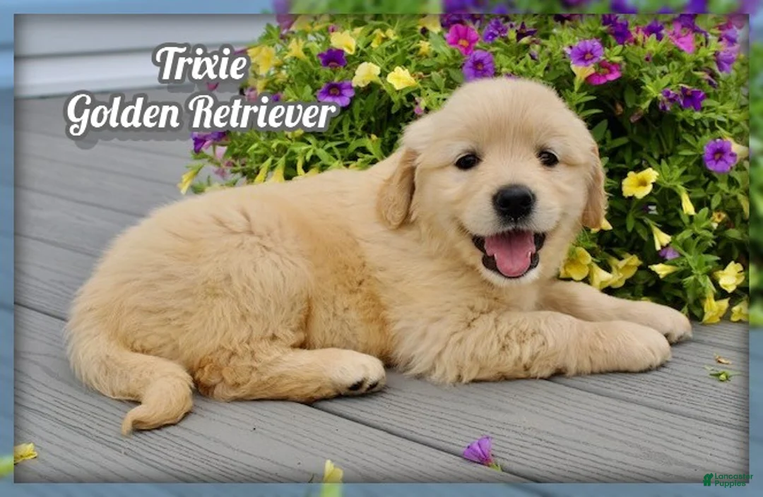 Golden Retriever dogs for sale: Trixie - Ad 1