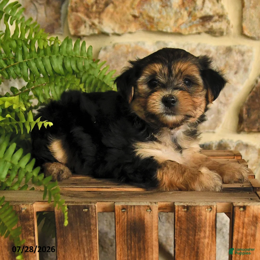 Mixed Breed dogs for sale: Gage - Ad 2