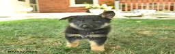 German Shepherd dogs for sale: Titan  - Ad 4