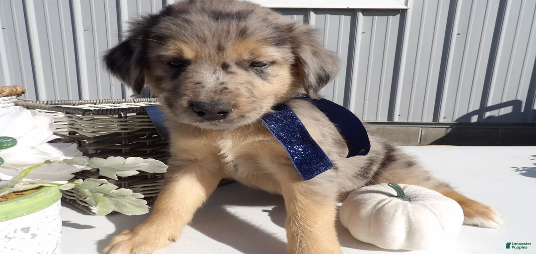 Gallery Image {{count}}