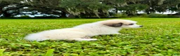 Great Pyrenees dogs for sale: Purple Boy - Ad 7