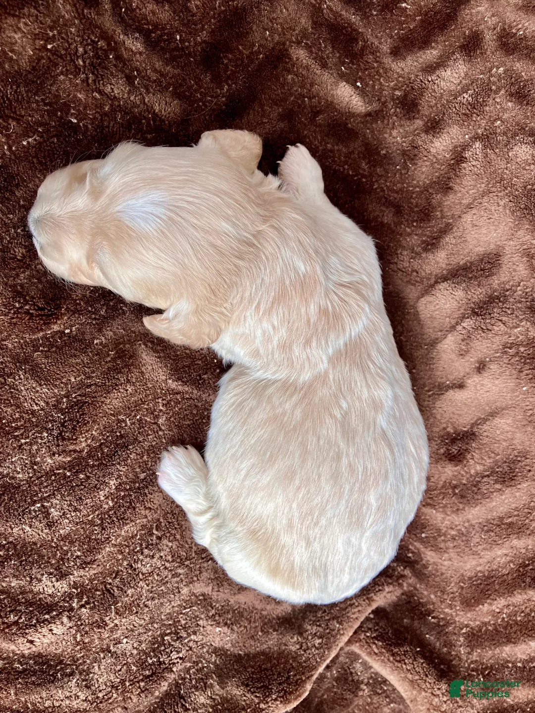 Miniature Dachshund dogs for sale: BABY KIWI OF SAINT CLOVERVILLE - Ad 3