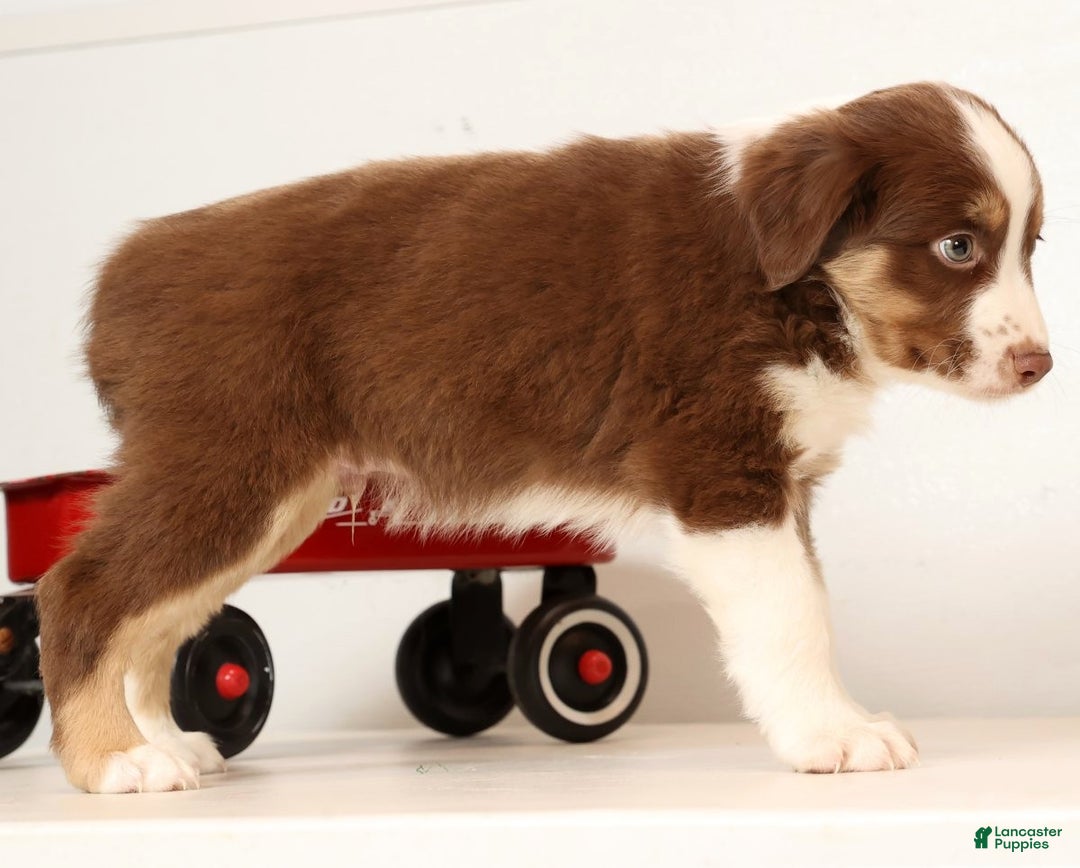 Miniature Australian Shepherd dogs for sale: Rocky - Ad 6