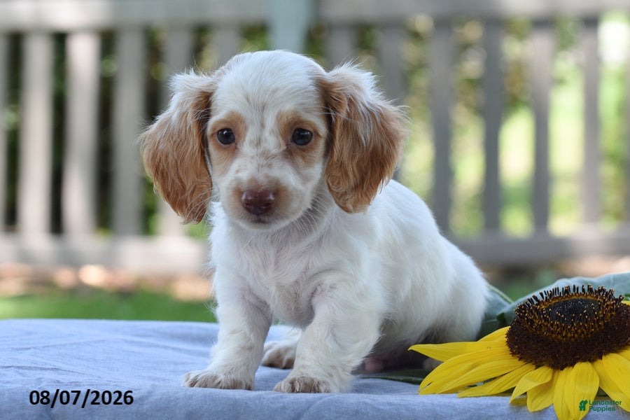Miniature Dachshund dogs Tempo - Ad 2