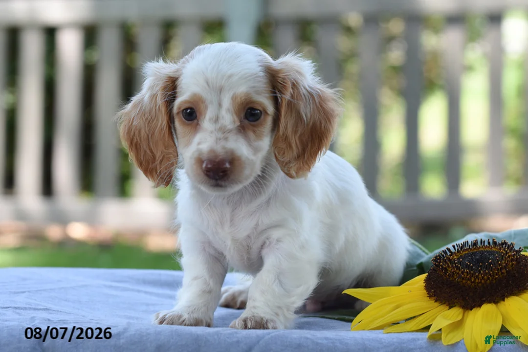 Miniature Dachshund dogs for sale: Tempo - Ad 2