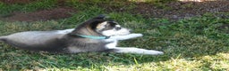 Gerberian Shepsky dogs for sale: Tracy - Ad 2