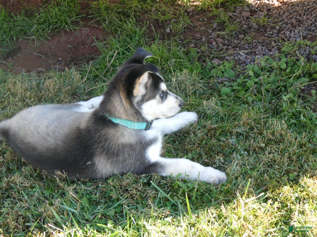 Gerberian Shepsky dogs for sale: Tracy - Ad 2