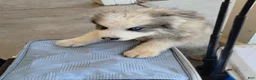 Alaskan Malamute dogs for sale: Mixed Breed Puppy 1 - Ad 2