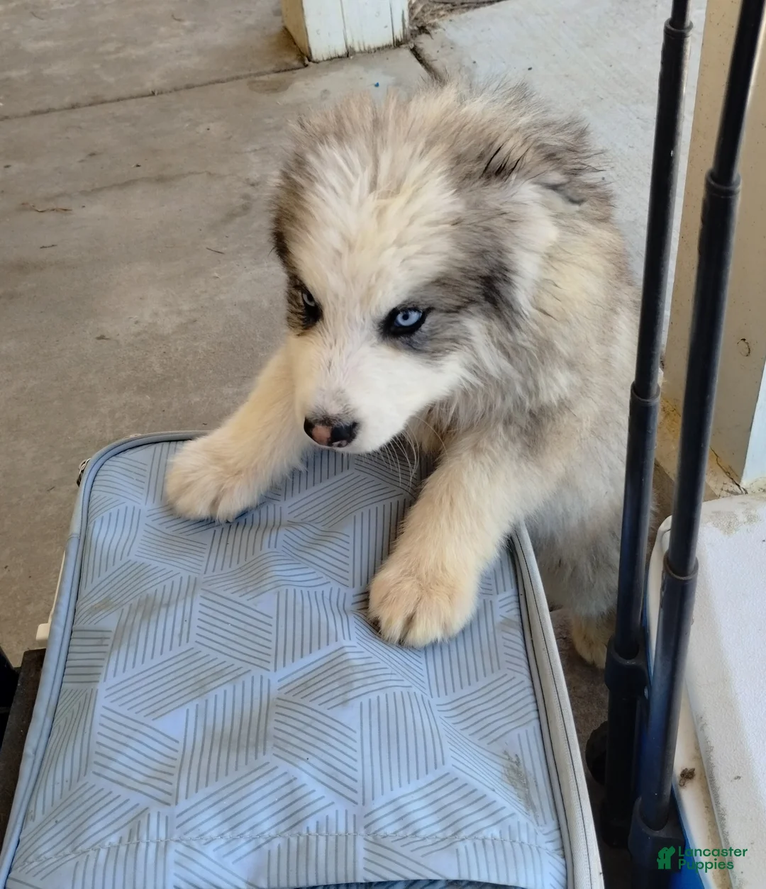 Alaskan Malamute dogs for sale: Mixed Breed Puppy 1 - Ad 2