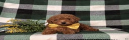 Toy Poodle dogs for sale: Walker - Ad 6