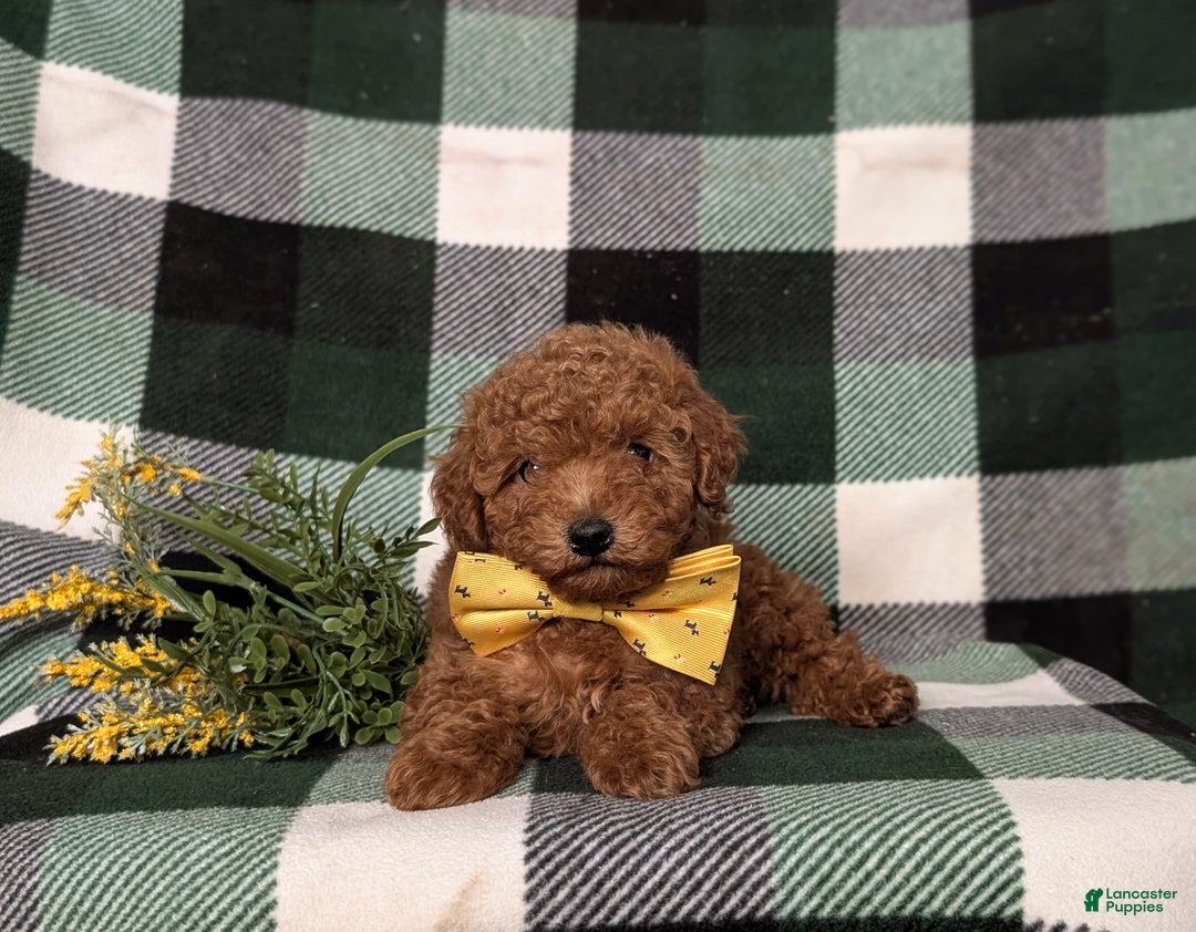 Toy Poodle dogs for sale: Walker - Ad 6