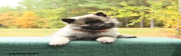 Keeshond dogs for sale: Nikki - Ad 3