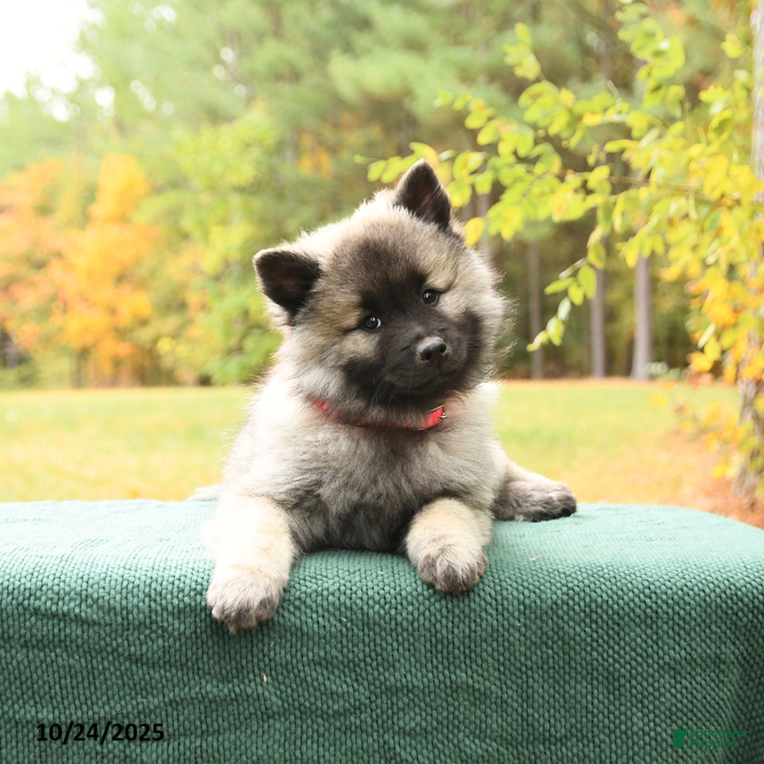 Keeshond dogs for sale: Nikki - Ad 3