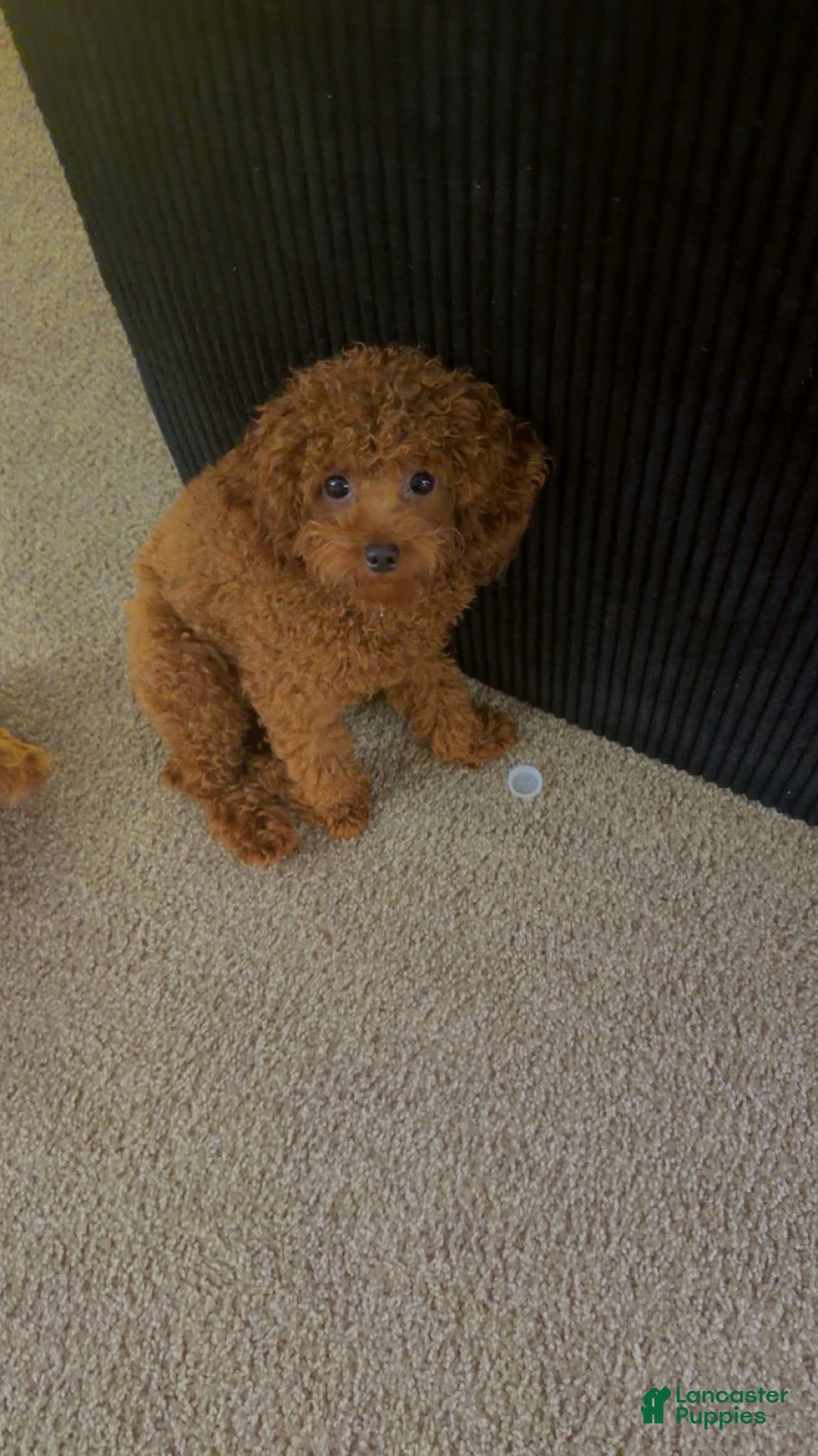 Miniature Poodle dogs for sale: Miniature Poodle - Ad 1