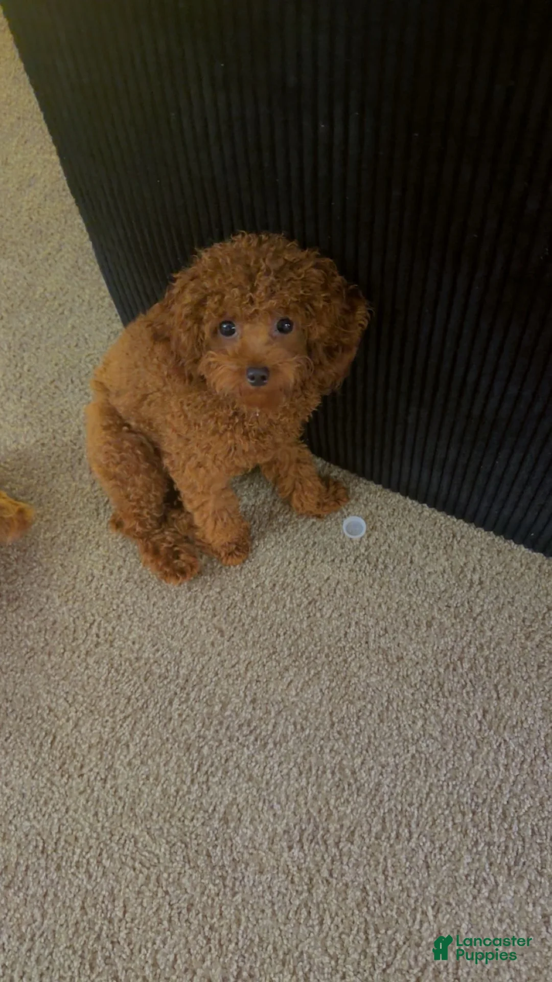 Miniature Poodle dogs for sale: Miniature Poodle - Ad 1