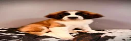 Saint Bernard dogs for sale: Saint Bernard Puppy 1 - Ad 5