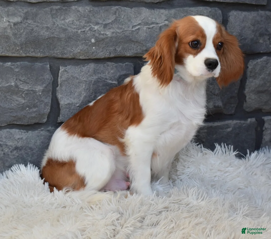 Cavapoo dogs for sale: Peanut  - Ad 9