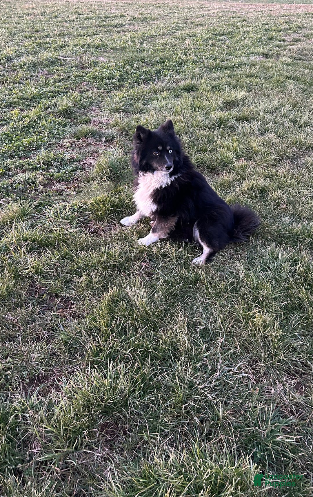 Pomsky dogs for sale: Vincent - Ad 5