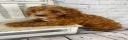 Cavapoo dogs for sale: Lucy - Ad 14