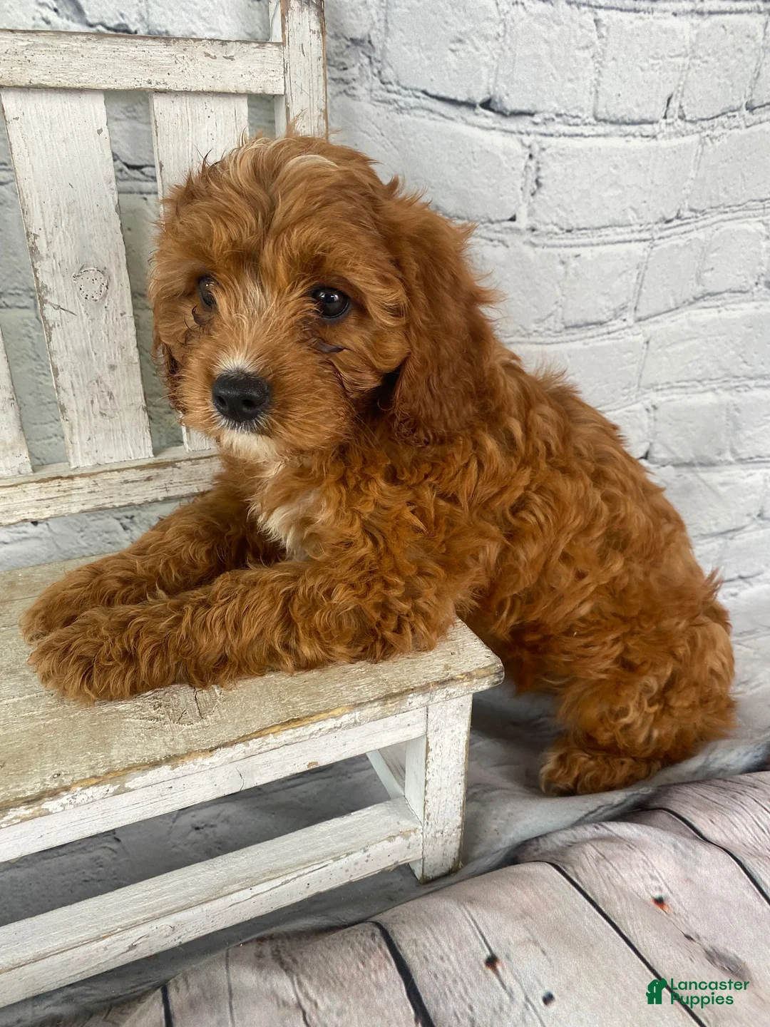 Cavapoo dogs for sale: Lucy - Ad 14