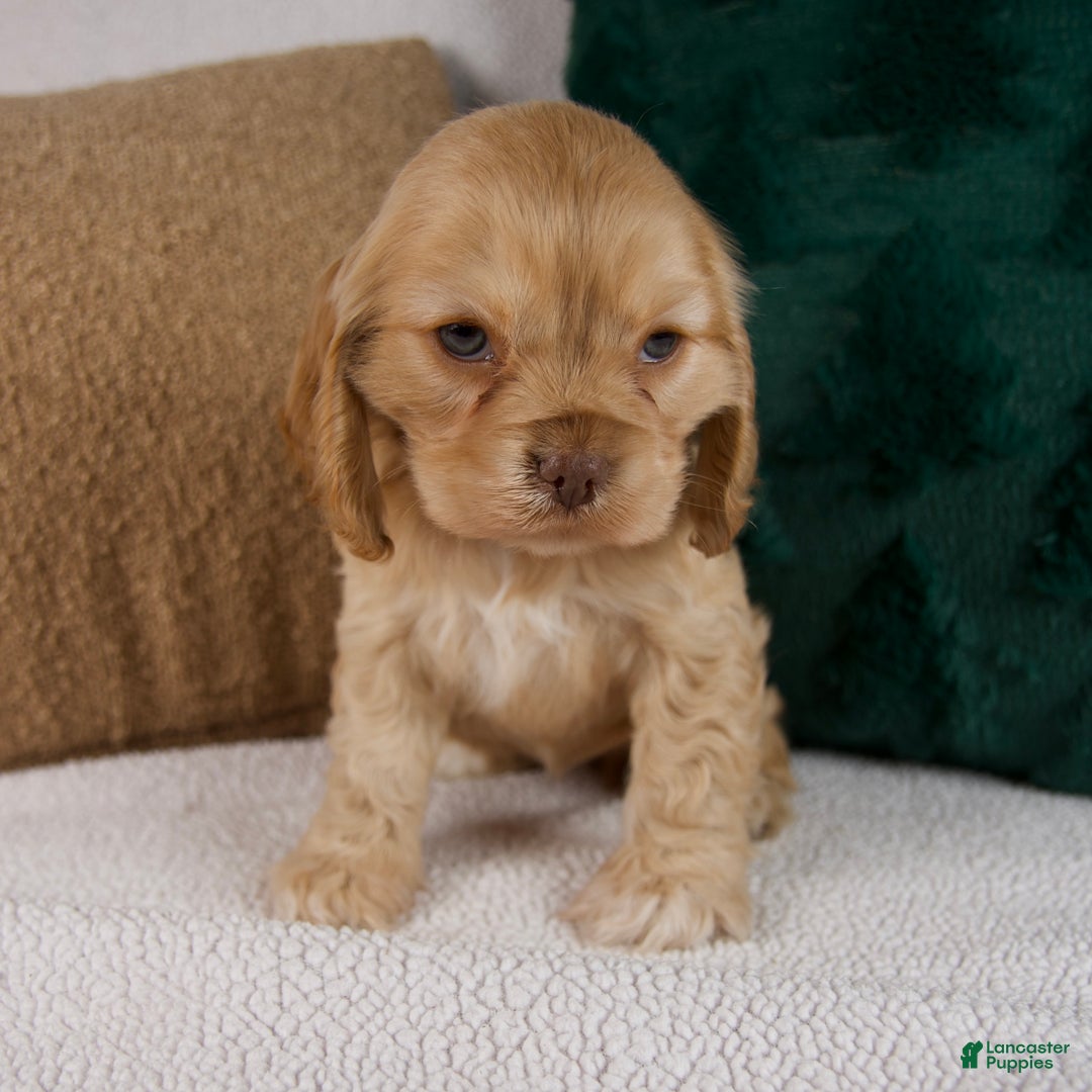 Cocker Spaniel dogs for sale: Ruby - Ad 7