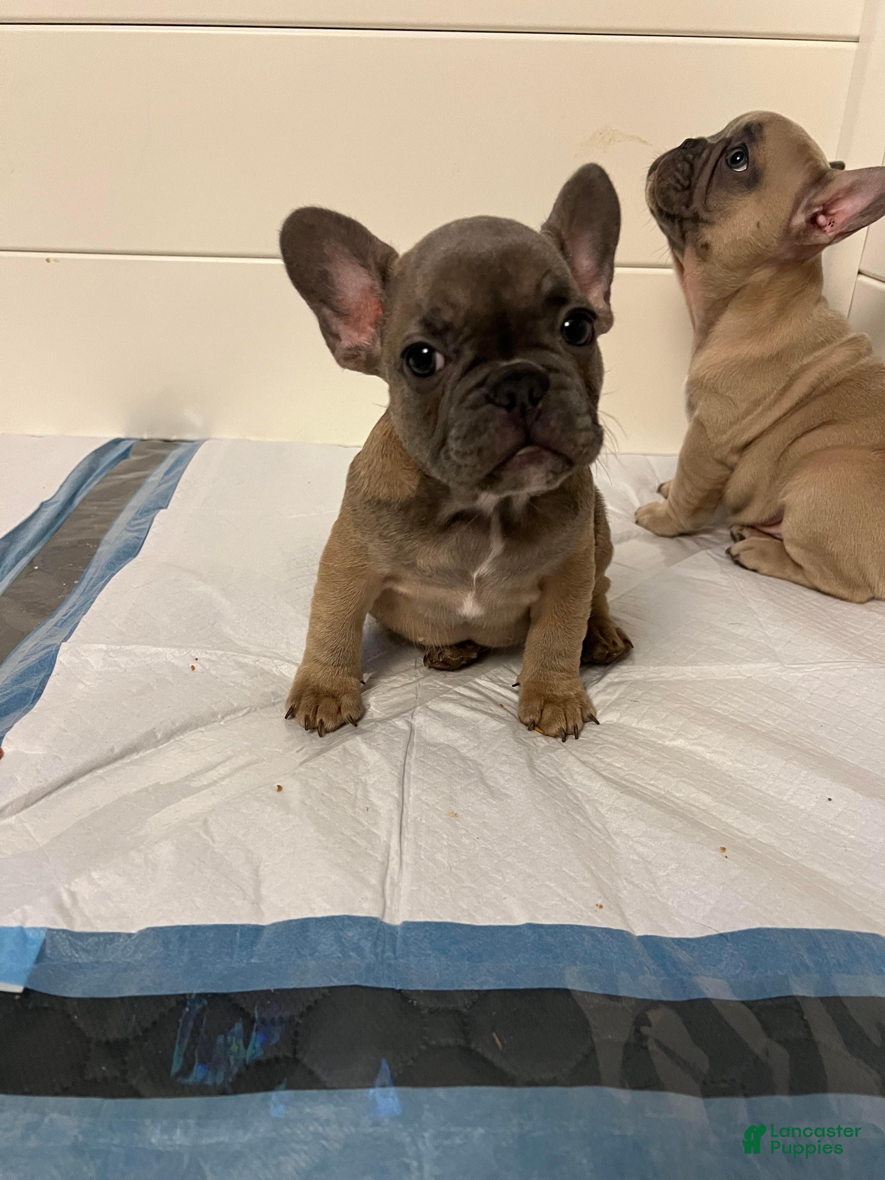 French Bulldog dogs Girl 2 - Ad 36
