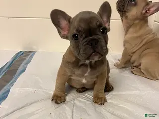 French Bulldog dogs Girl 2 - Ad 34
