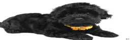 Maltipoo dogs for sale: Fifi - Ad 6
