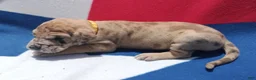 Great Dane dogs for sale: Great Dane - Yellow Collar - Fawn Merle (Scooby Doo) - Ad 6